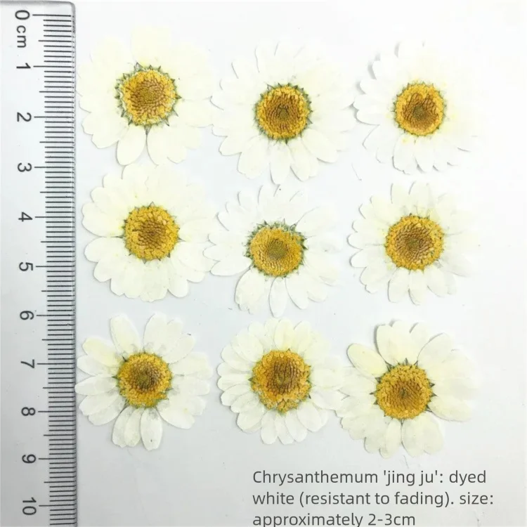 Dried Flower Bookmark - 100 Stück gefärbte getrocknete Chrysanthemenblütenblätter zur