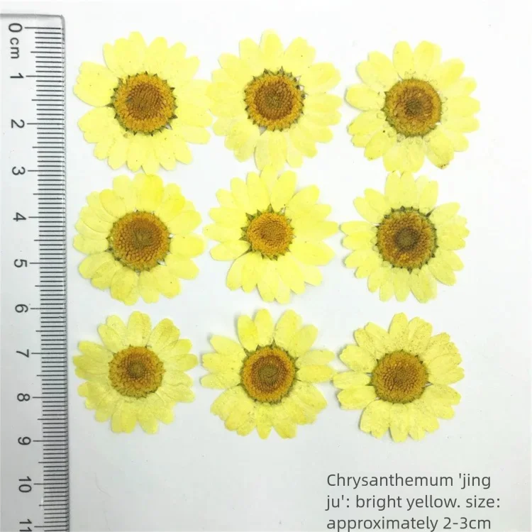 100 Stück gefärbte getrocknete – Dried Flower Bookmark Bewertung und Preis
