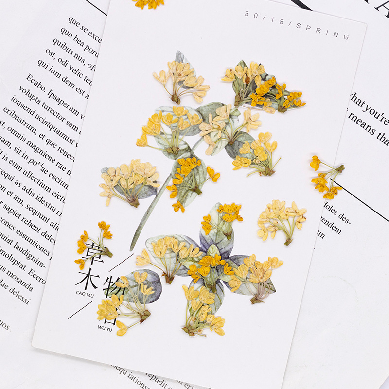 24 Stück, Natürliche Echte Gep – Dried Flower Bookmark Bewertung und Preis