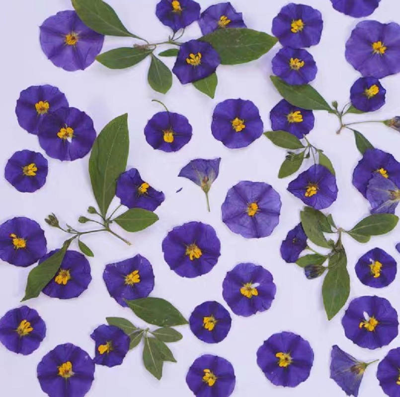 100 stücke Gedrückt Getrocknet – Dried Flower Bookmark Bewertung und Preis