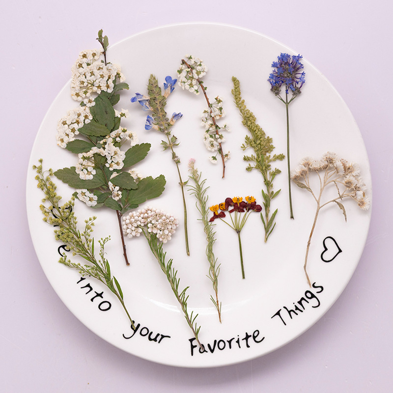 500 Stück Großpackung gepresst – Dried Flower Bookmark Bewertung und Preis