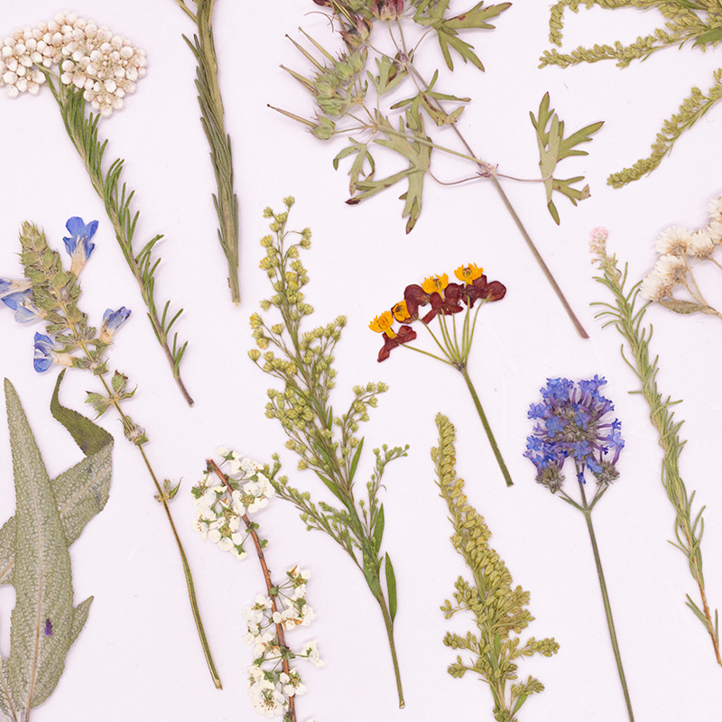 500 Stück Großpackung gepresst – Dried Flower Bookmark Bewertung und Preis