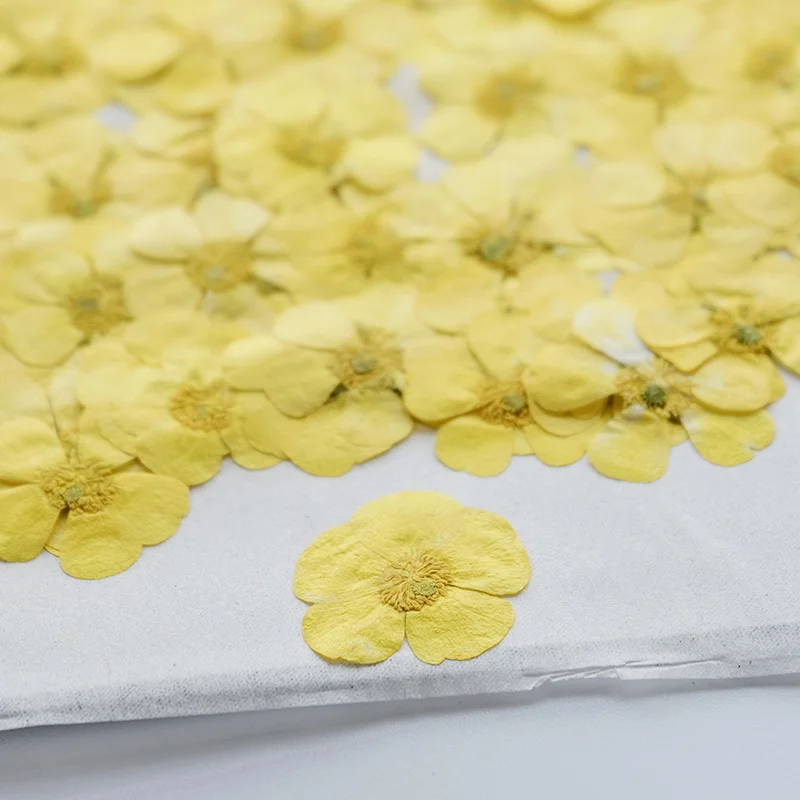 100 Stück Getrocknete Ranunkel – Dried Flower Bookmark Bewertung und Preis